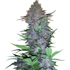 Sensi Seeds Purple Skunk Auto 3 Stk feminisiert