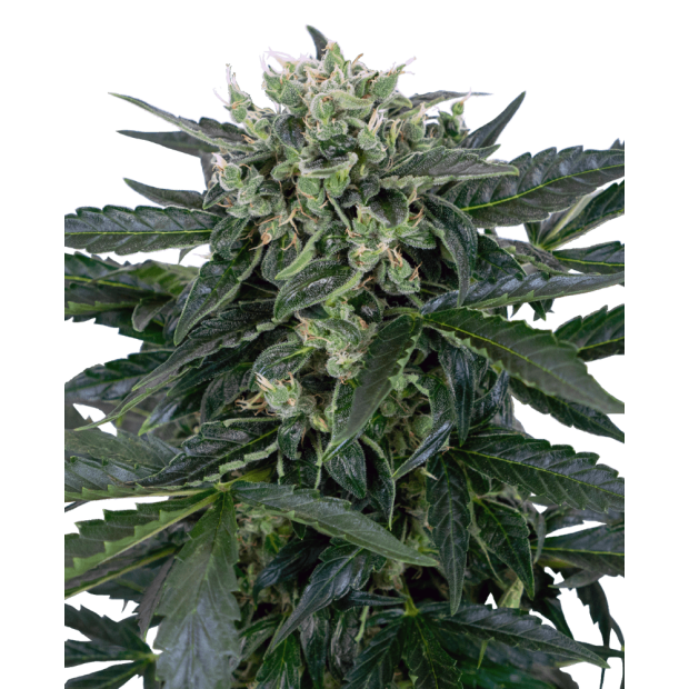 Sensi Seeds Research Sensi Amnesia XXL Auto 5 Stk feminisiert
