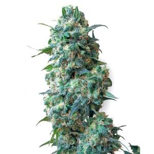 White Label Afghan Kush 10 pcs regular
