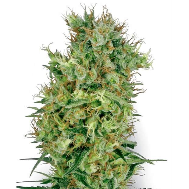 White Label California Orange Bud 10 pcs regular