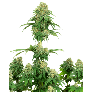 White Label Girl Scout Cookies 3 Stk feminisiert