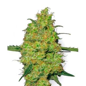 White Label Master Kush Auto 3 pcs feminised
