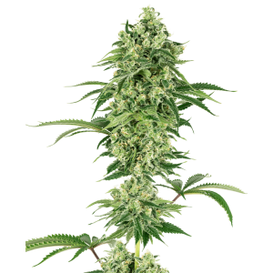 White Label Nicole Hindu Kush 10 pcs feminised