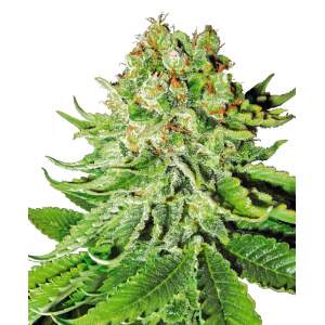 White Label Northern Lights Auto 10 pcs feminised