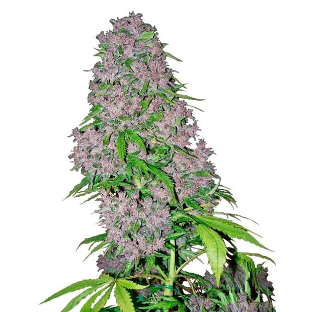 White Label Purple Bud 3 Stk feminisiert