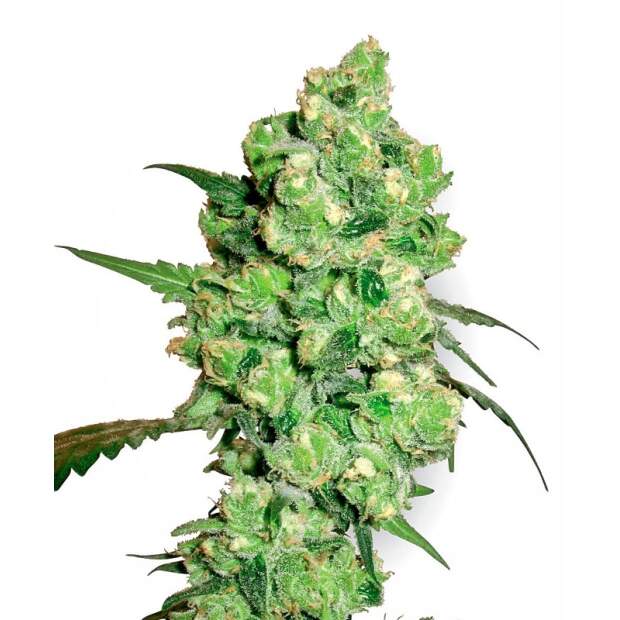 White Label Super Skunk 5 pcs feminised