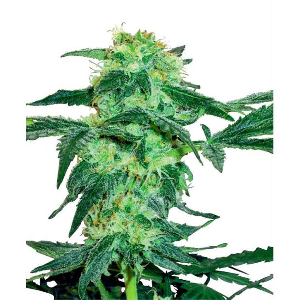 White Label White Ice 10 Stk feminisiert