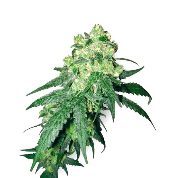 White Label White Label Rhino 10 Stk regular