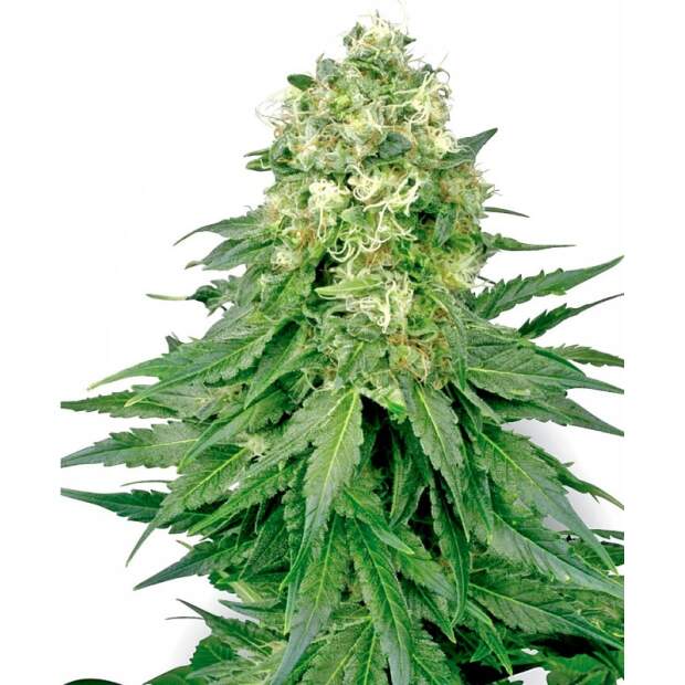 White Label White Widow 5 pcs feminised