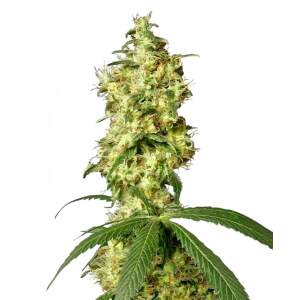 White Label White Widow Auto 3 pcs feminised