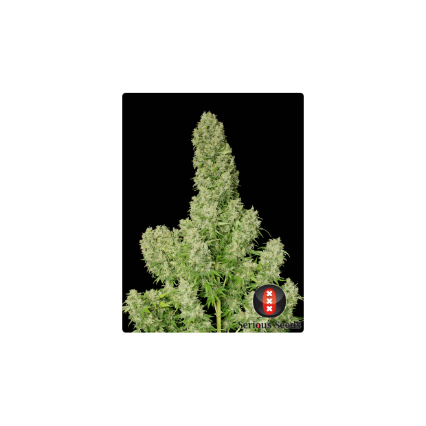 Serious Seeds White Russian 6 pcs feminised