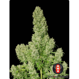 Serious Seeds White Russian 6 pcs feminised
