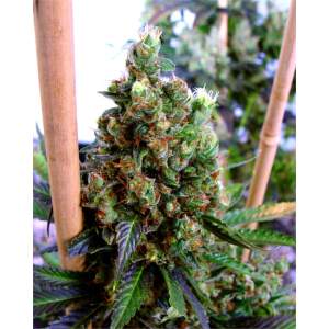 Soma Seeds NYC Diesel 3 Stk feminisiert