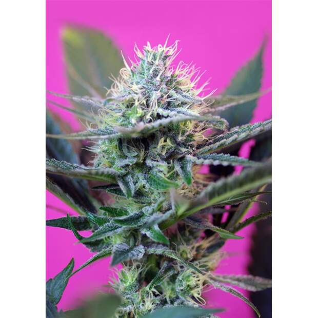 Sweet Seeds + Speed Auto 5 pcs feminised