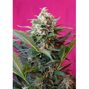 Sweet Seeds Big Devil XL Auto 5 Stk feminisiert