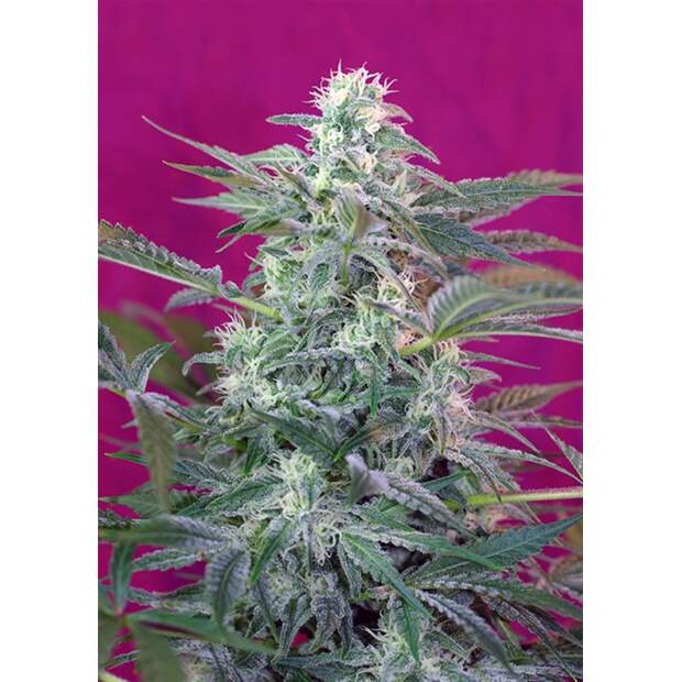 Sweet Seeds Big Foot 3 pcs feminised