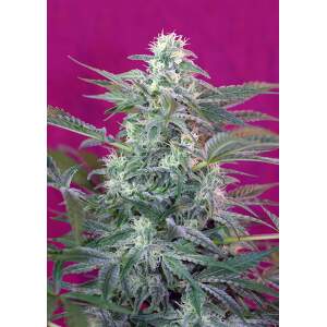 Sweet Seeds Big Foot 3 Stk feminisiert