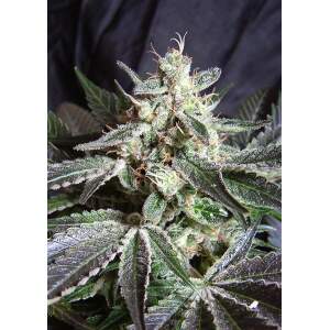 Sweet Seeds Black Jack 3 pcs feminised