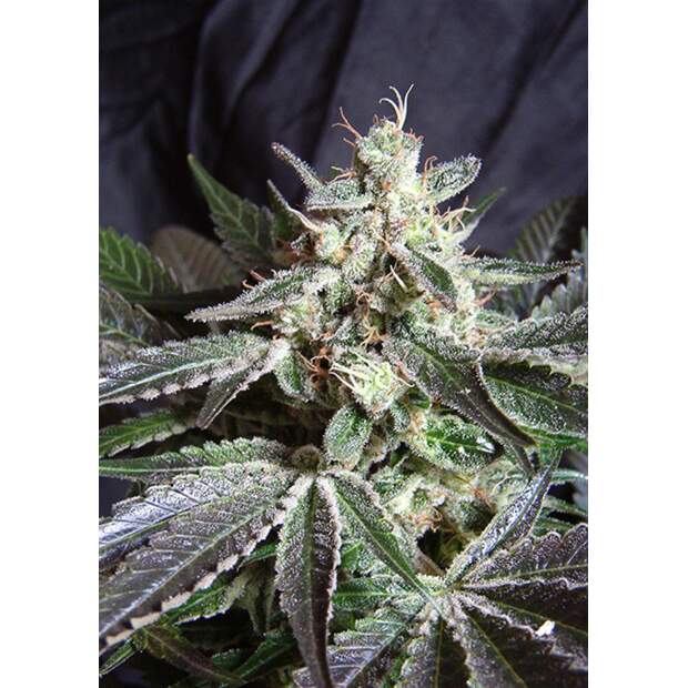 Sweet Seeds Black Jack F1 Fast Version 3 pcs feminised