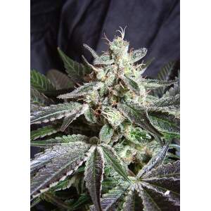 Sweet Seeds Black Jack F1 Fast Version 3 pcs feminised