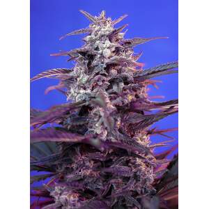 Sweet Seeds Bloody Skunk Auto 5 pcs feminised
