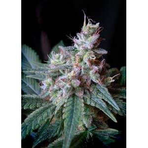 Sweet Seeds Cream Caramel 3 pcs feminised