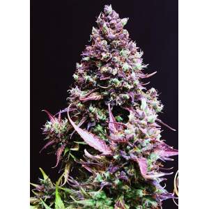 Sweet Seeds Cream Caramel Auto 3 Stk feminisiert