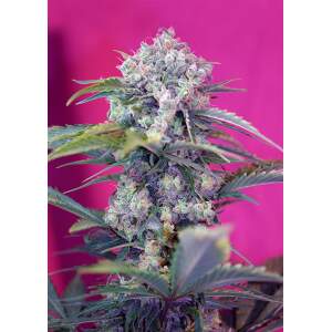 Sweet Seeds Cream Mandarine Auto 5 pcs feminised