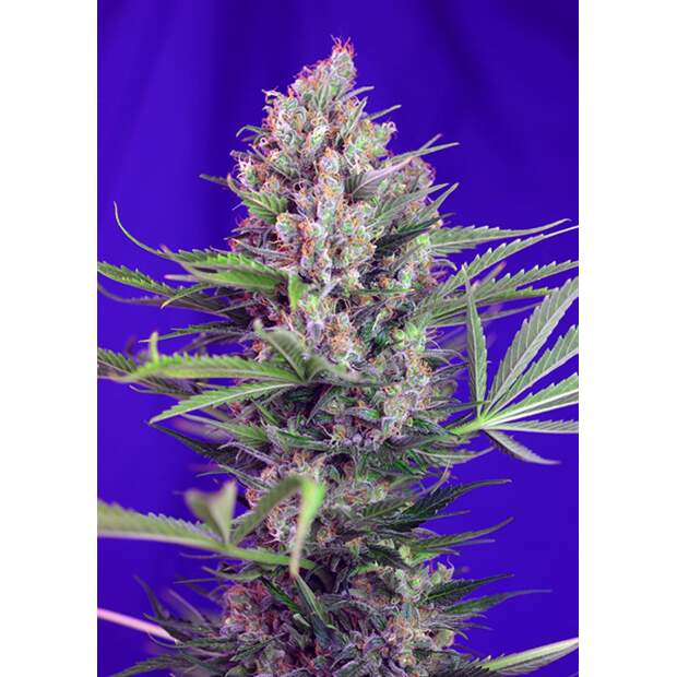 Sweet Seeds Cream Mandarine F1 Fast Version 5 Stk feminisiert
