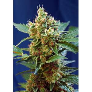 Sweet Seeds Cream Mandarine XL Auto 3 pcs feminised