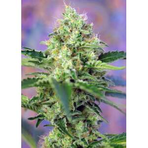 Sweet Seeds Crystal Candy 5 pcs feminised