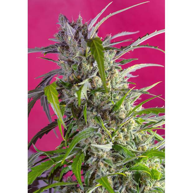 Sweet Seeds Crystal Candy Auto 5 Stk feminisiert
