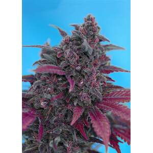 Sweet Seeds Dark Devil Auto 3 Stk feminisiert