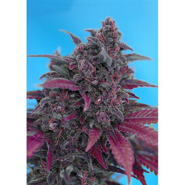 Sweet Seeds Dark Devil Auto 5 pcs feminised