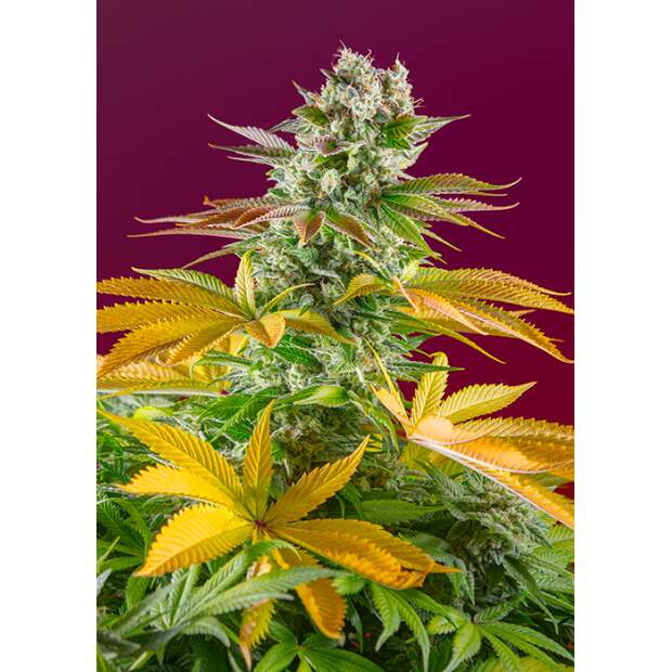 Sweet Seeds Gorilla Girl F1 Fast Version 5 Stk feminisiert