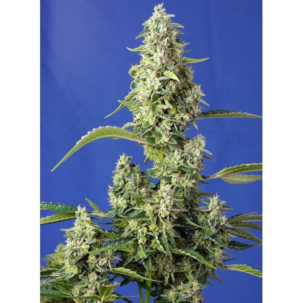 Sweet Seeds Gorilla Girl XL Auto 5 Stk feminisiert