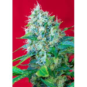 Sweet Seeds Green Poison 3 Stk feminisiert
