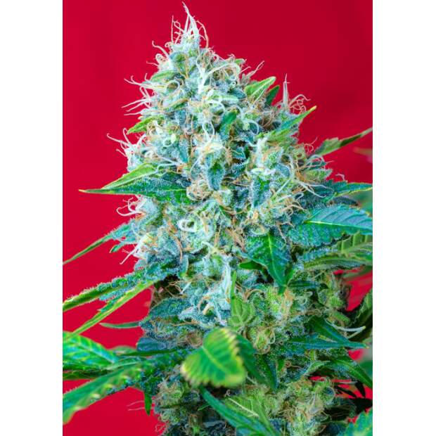 Sweet Seeds Green Poison 5 Stk feminisiert