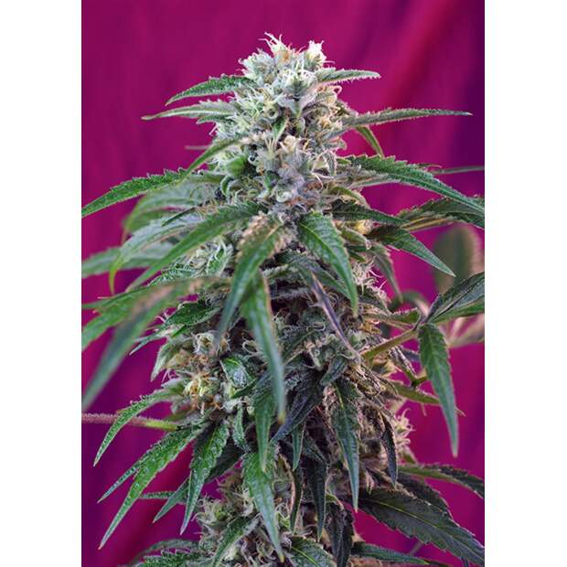 Sweet Seeds Green Poison Auto 5 Stk feminisiert