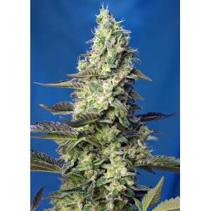 Sweet Seeds Green Poison XL Auto 25 Stk feminisiert