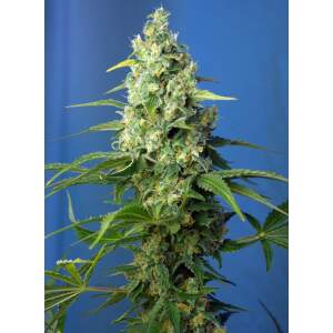 Sweet Seeds Honey Peach Auto CBD 5 Stk feminisiert