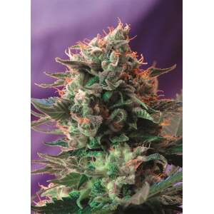 Sweet Seeds Jack 47 5 Stk feminisiert
