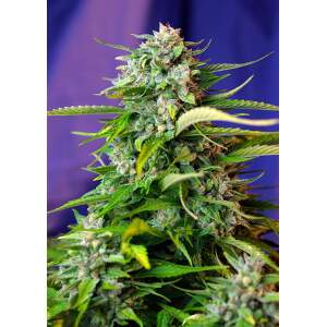 Sweet Seeds Jack 47 Auto 5 pcs feminised