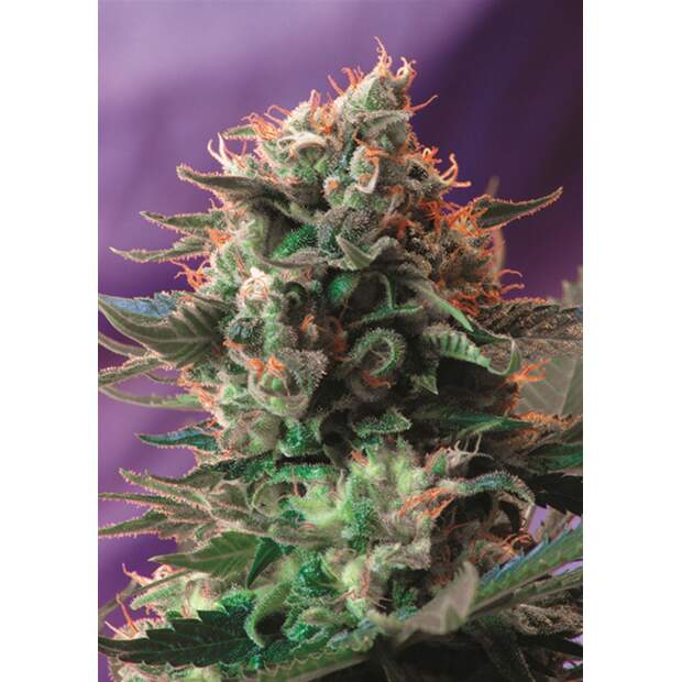 Sweet Seeds Jack 47 F1 Fast Version 5 pcs feminised