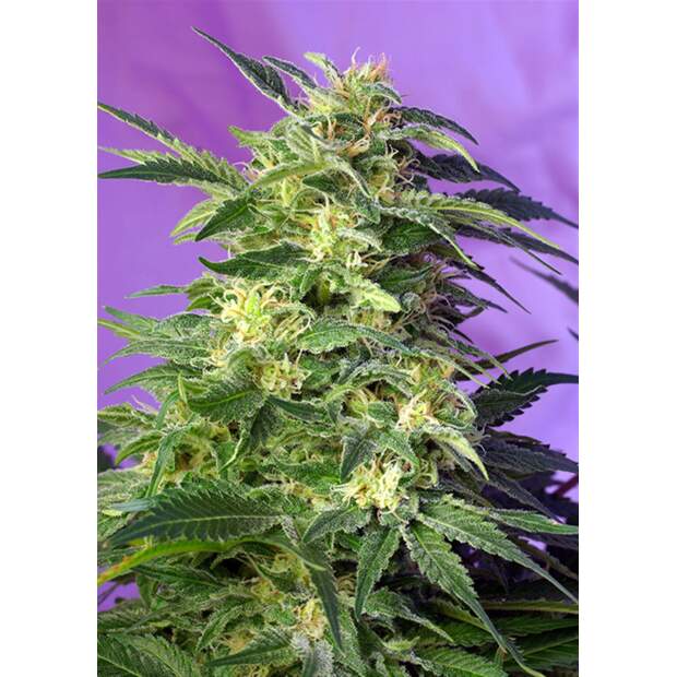 Sweet Seeds Killer Kush Auto 100 pcs feminised