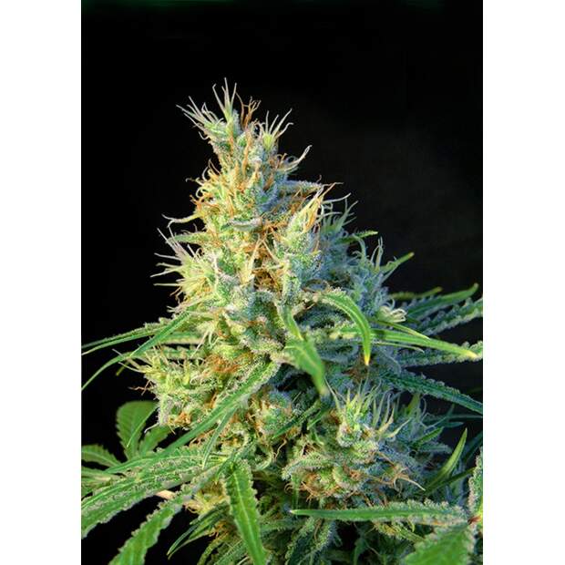 Sweet Seeds Psicodelicia 3 pcs feminised