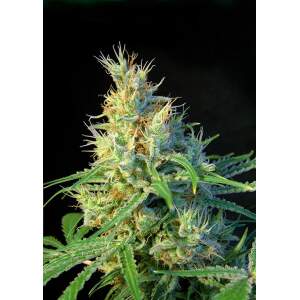 Sweet Seeds Psicodelicia 5 pcs feminised