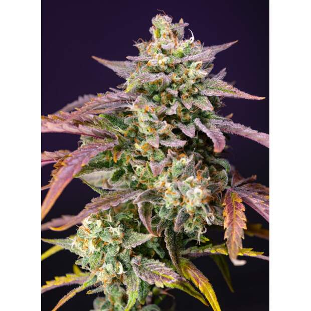 Sweet Seeds Purple Punch OG XL Auto 3 Stk feminisiert