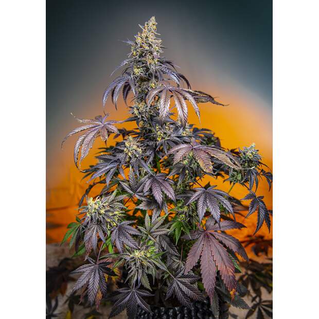 Sweet Seeds Red Gorilla Girl XL Auto 5 Stk feminisiert
