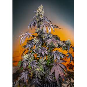 Sweet Seeds Red Gorilla Girl XL Auto 5 Stk feminisiert